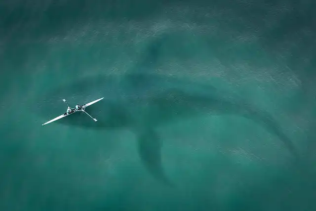 Shark Attack Survival: Florida Keys Rescue & Faith