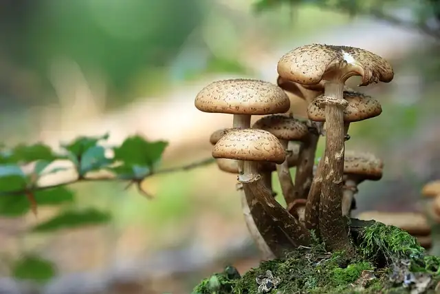 Mushroom Murders & Recipe for Murder: Erin Patterson Trial