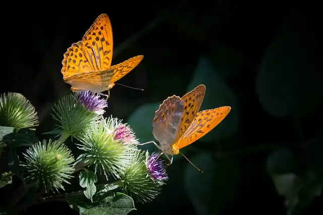 The Butterfly Thief: Art, Science, and a Colonial Heist