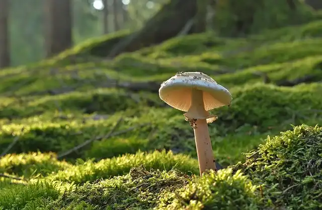 Mushroom Murders: A Trial Through Writers’ Eyes