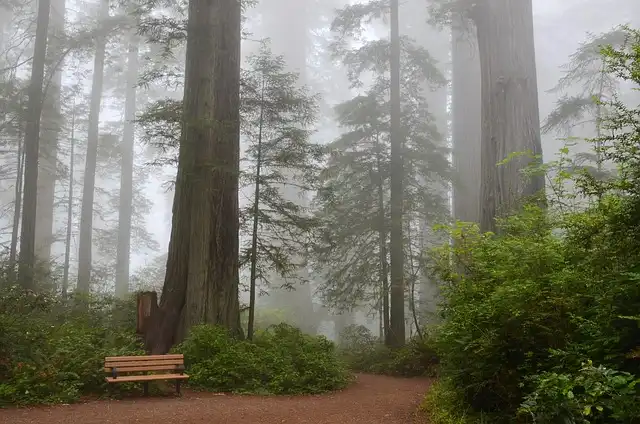 Redwood National Parks Remove Books Following Federal History Directive